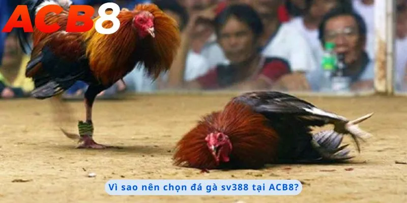 Lý do nên chọn